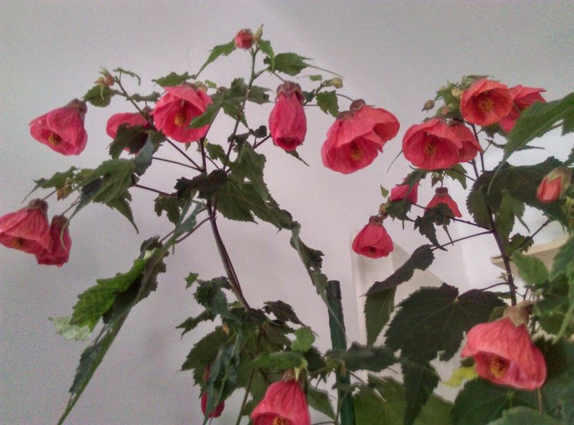  - Abutilon 2020