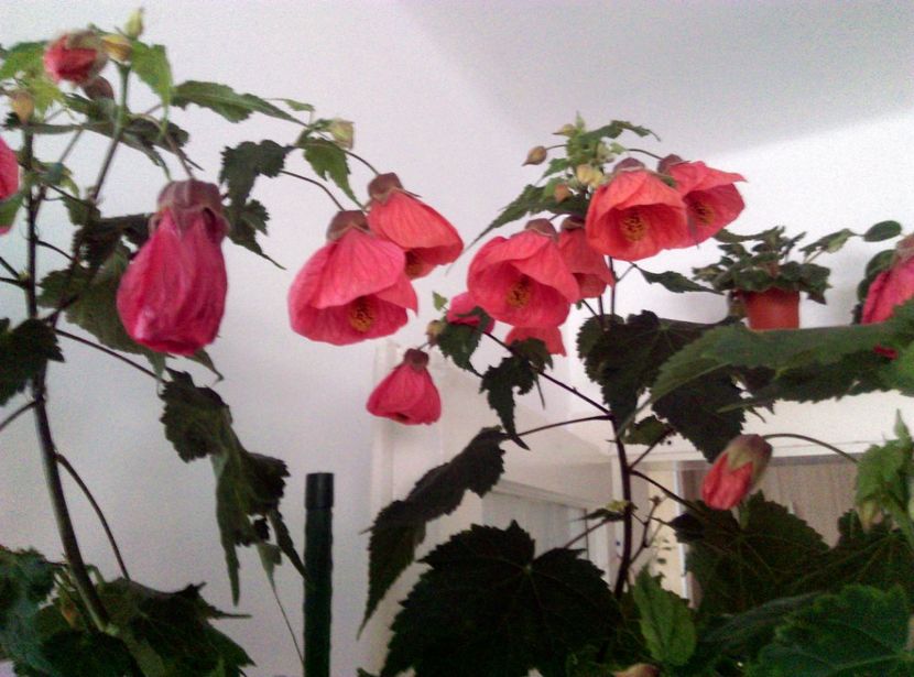  - Abutilon 2020