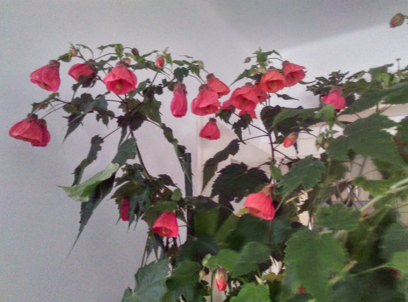 - Abutilon 2020