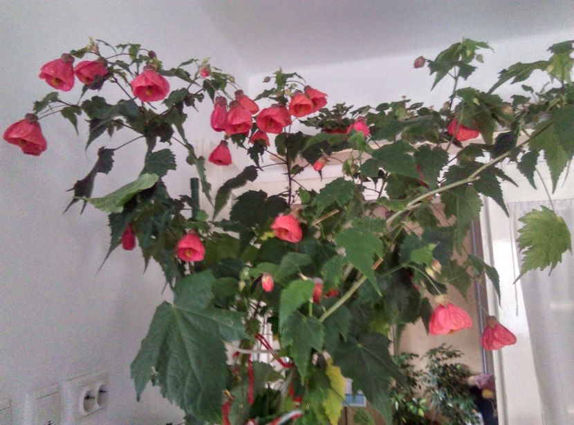  - Abutilon 2020