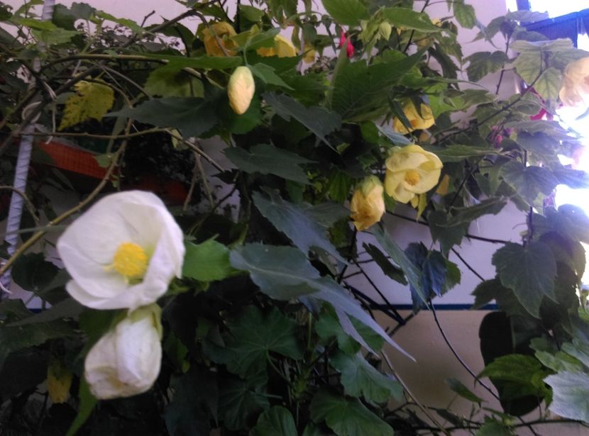  - Abutilon 2020
