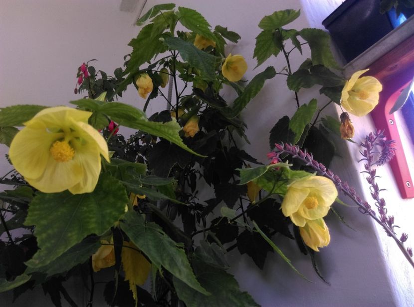  - Abutilon 2020