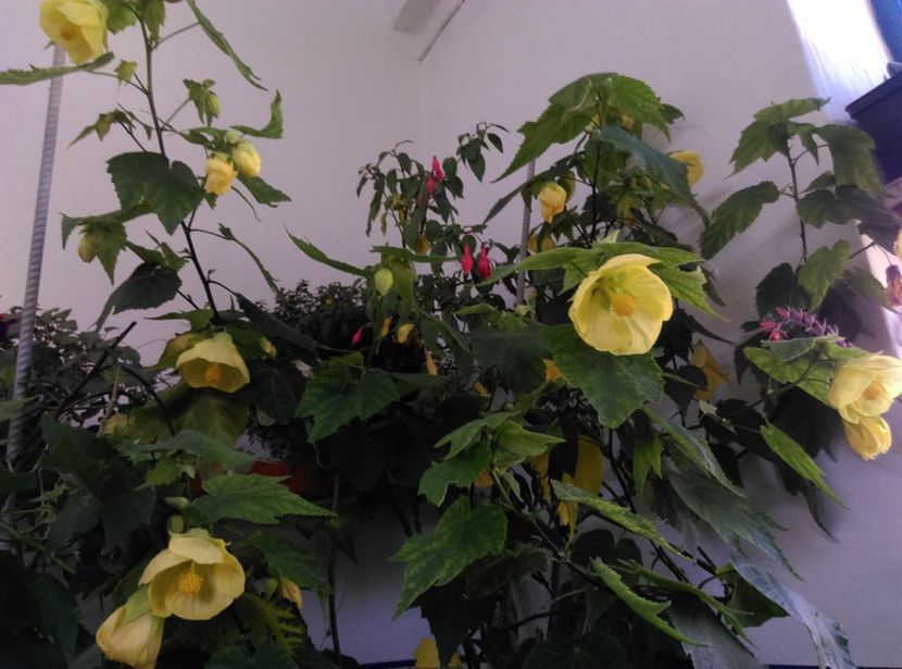  - Abutilon 2020