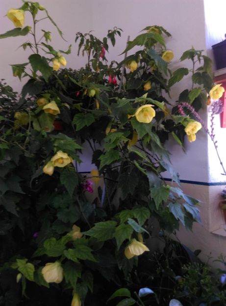  - Abutilon 2020