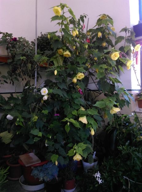  - Abutilon 2020
