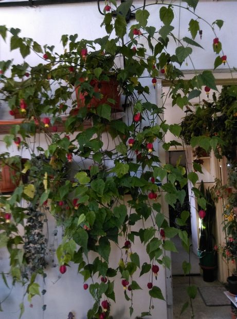  - Abutilon 2020