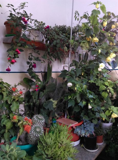  - Abutilon 2020