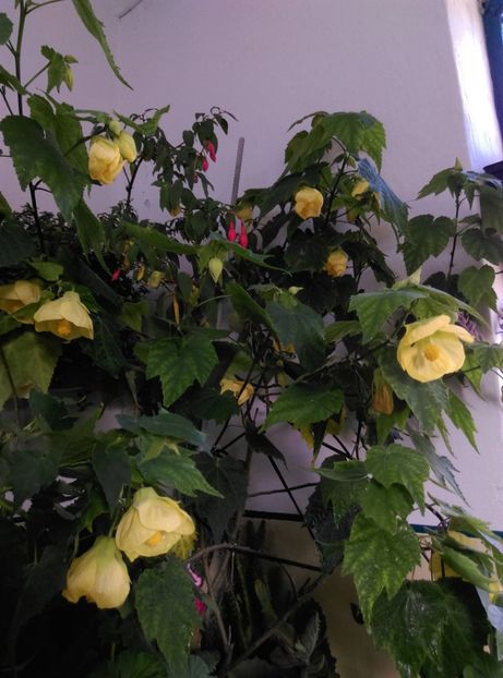  - Abutilon 2020