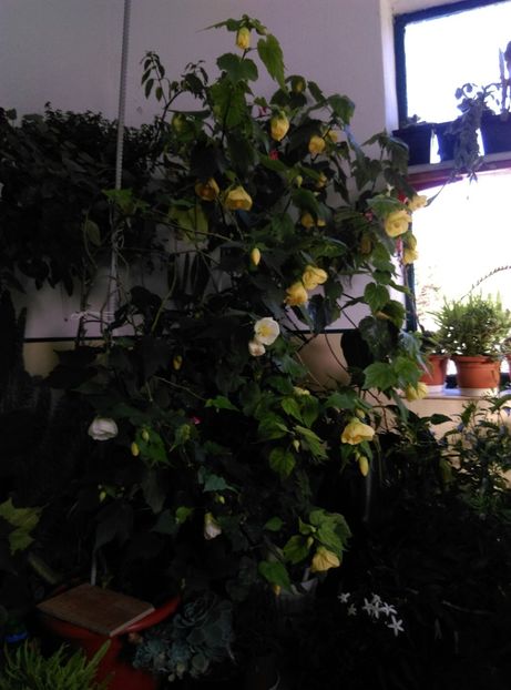  - Abutilon 2020