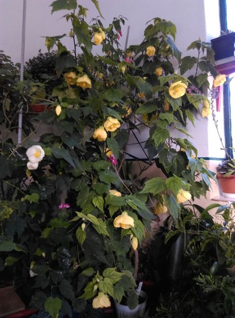  - Abutilon 2020