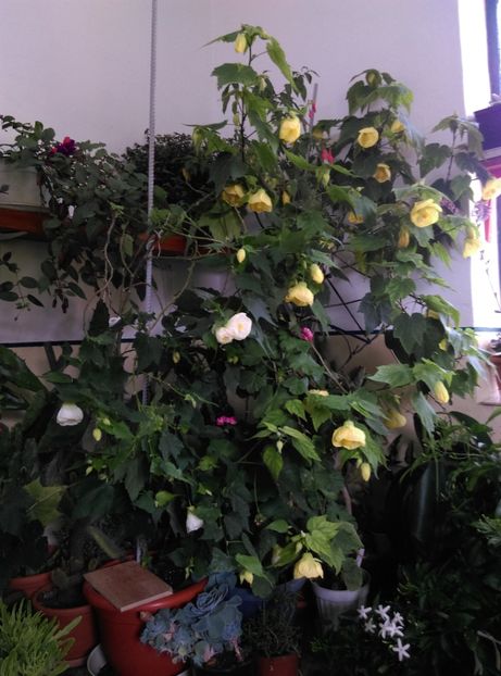  - Abutilon 2020