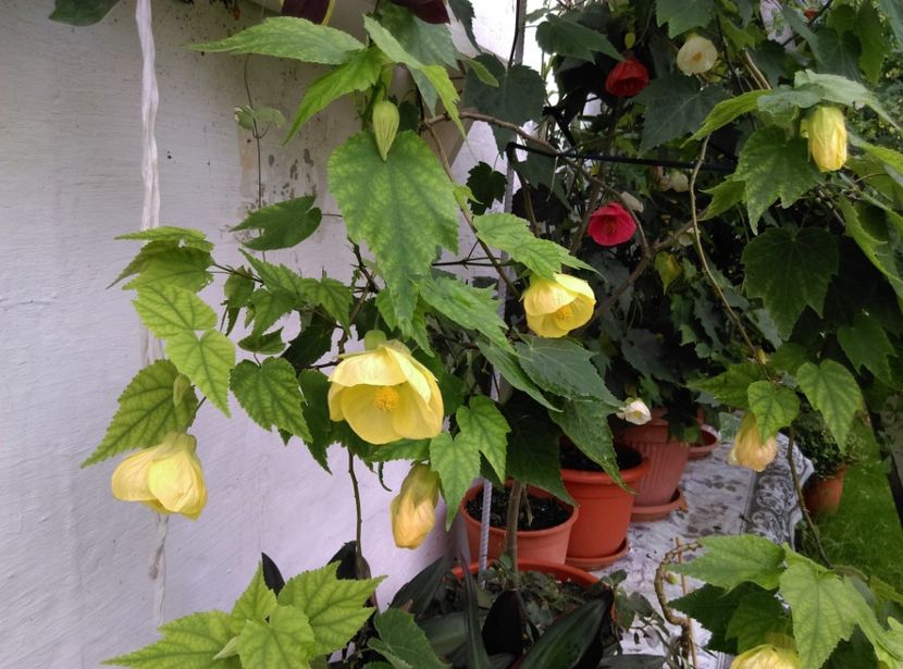  - Abutilon 2020
