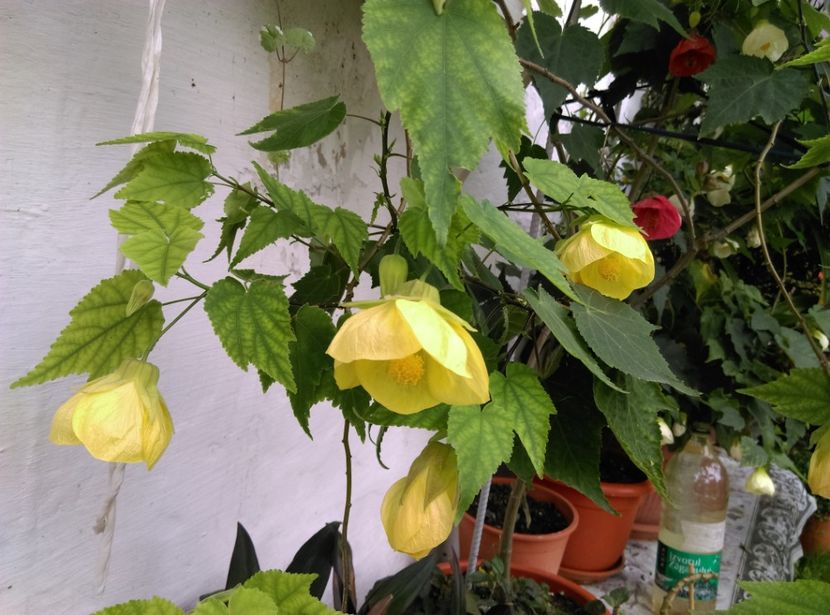  - Abutilon 2020