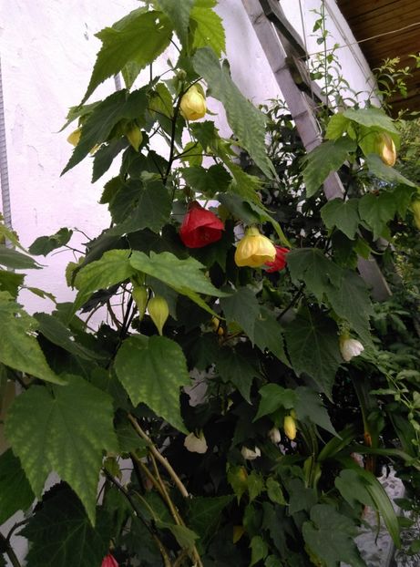  - Abutilon 2020