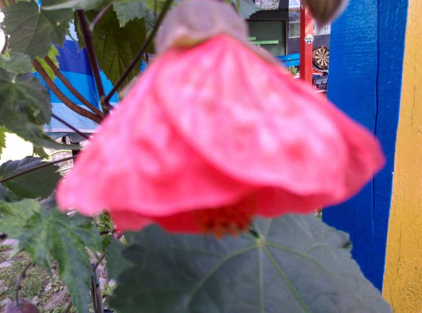  - Abutilon 2020