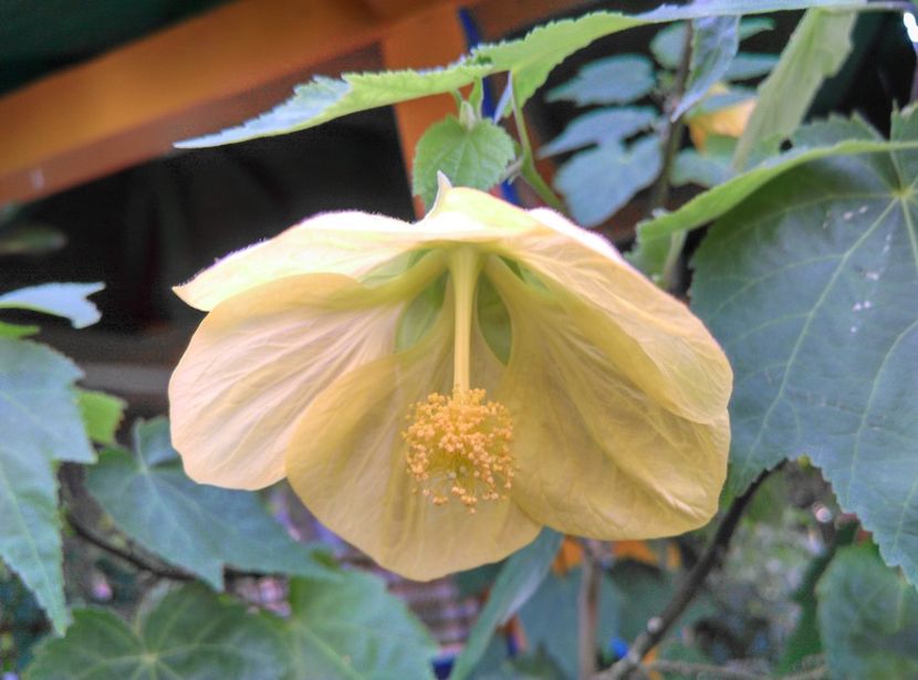  - Abutilon 2020