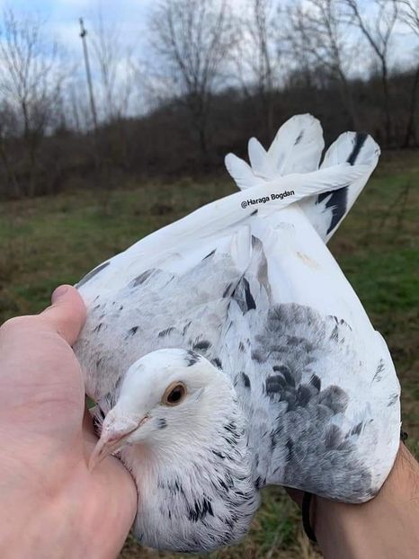  - NU AMI APARTIN 2020