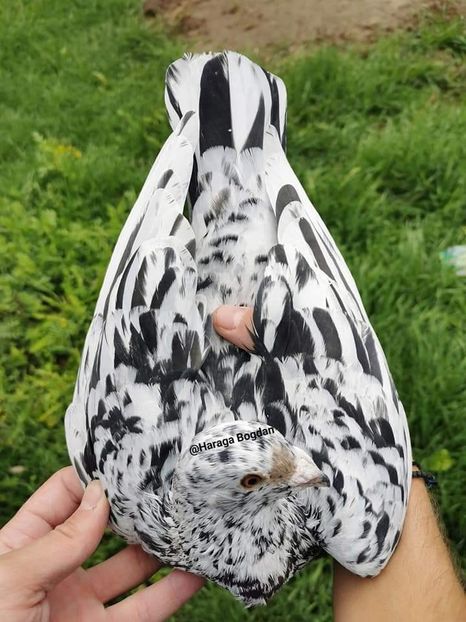  - NU AMI APARTIN 2020