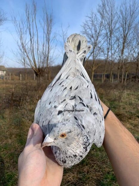  - NU AMI APARTIN 2020