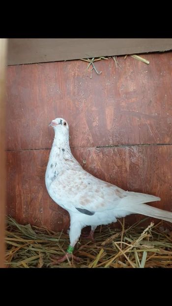  - NU AMI APARTIN 2020