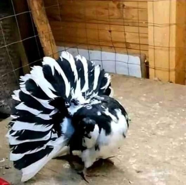  - NU AMI APARTIN 2020