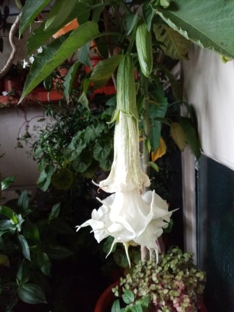  - Brugmansia 2020