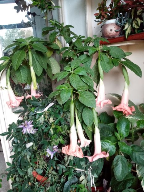  - Brugmansia 2020