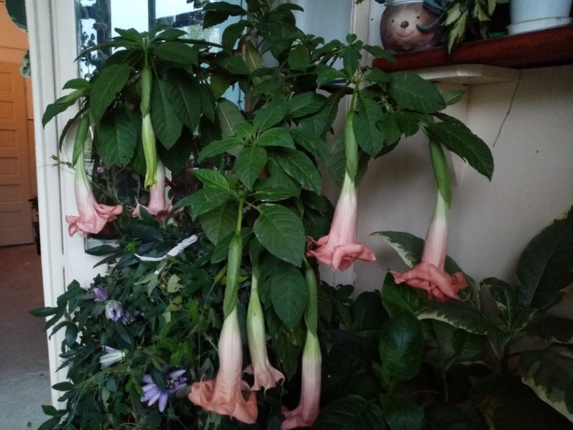 - Brugmansia 2020