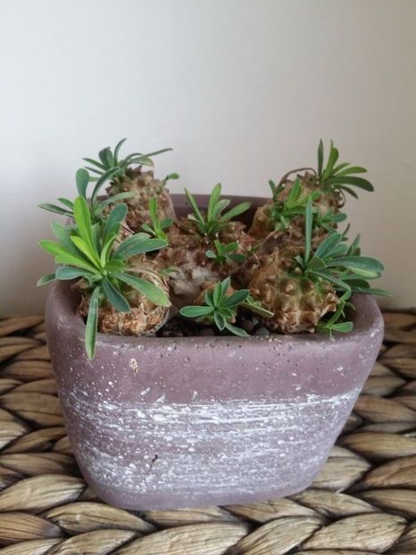  - plantutele mele