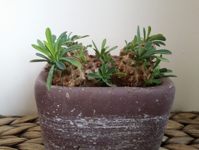  - plantutele mele