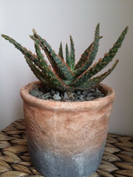  - plantutele mele