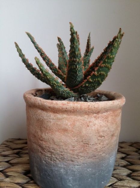  - plantutele mele