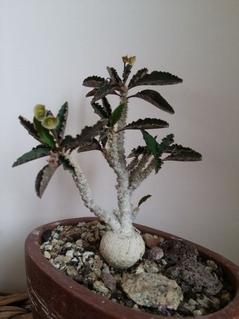  - plantutele mele