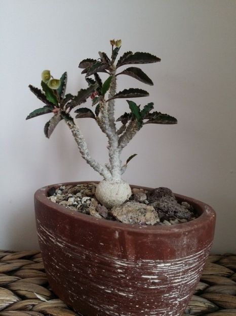  - plantutele mele