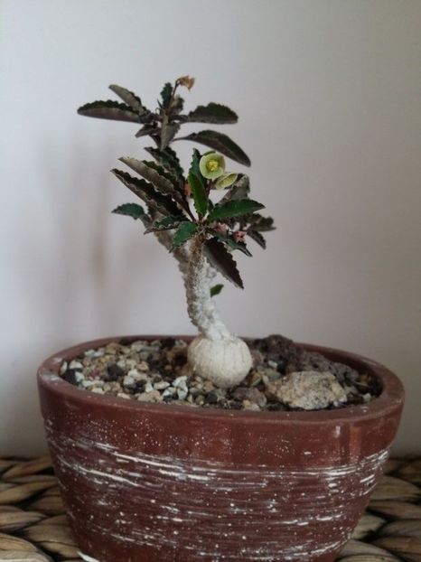  - plantutele mele