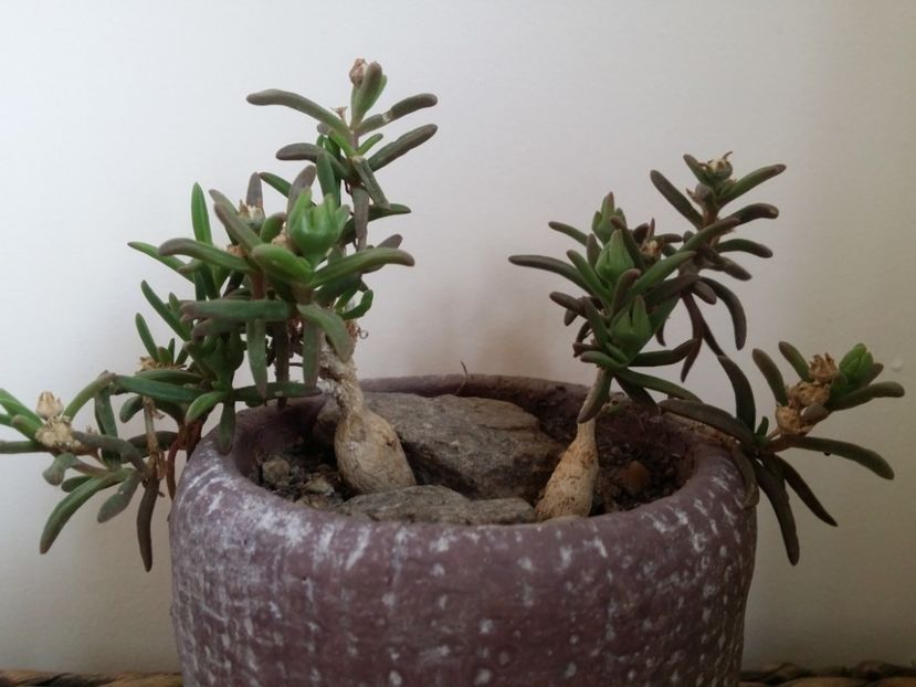  - plantutele mele