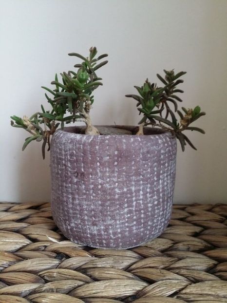  - plantutele mele