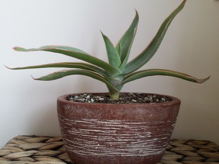  - plantutele mele
