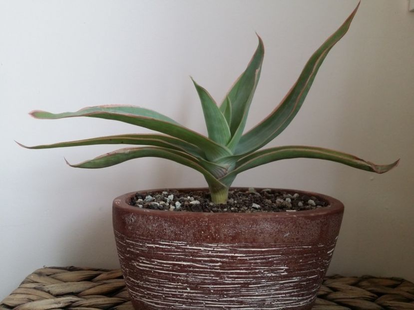  - plantutele mele