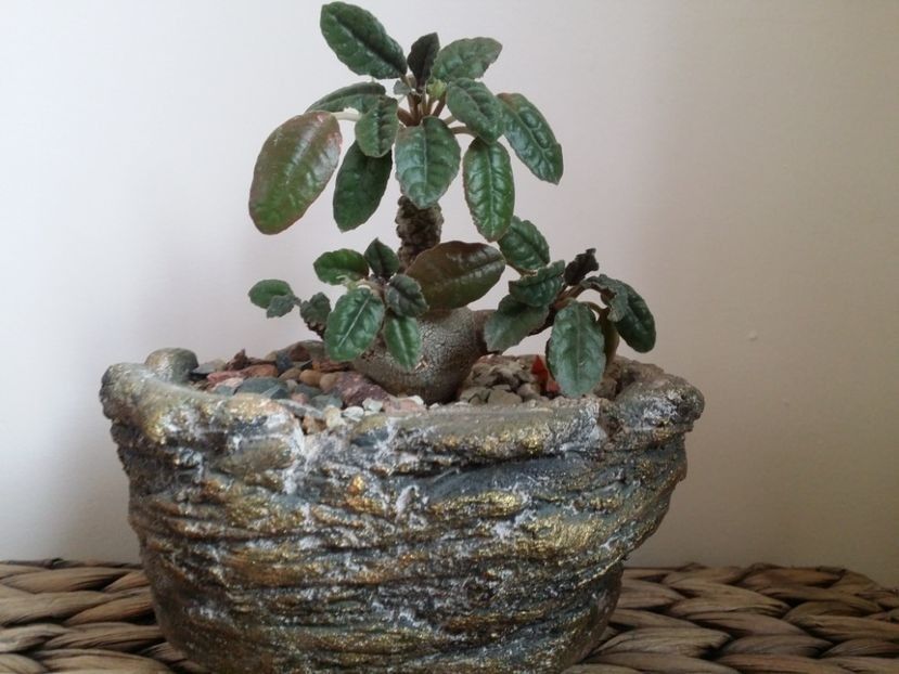  - plantutele mele