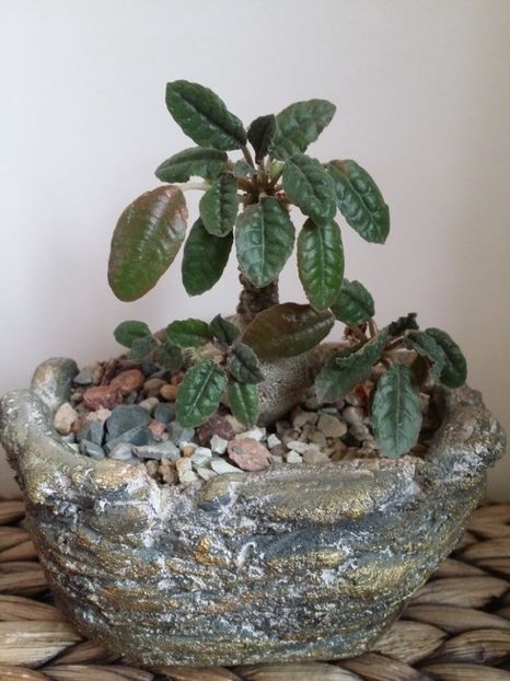  - plantutele mele