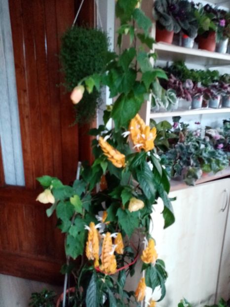  - Abutilon 2020