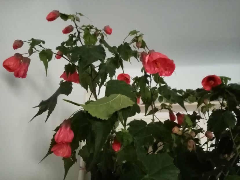  - Abutilon 2020