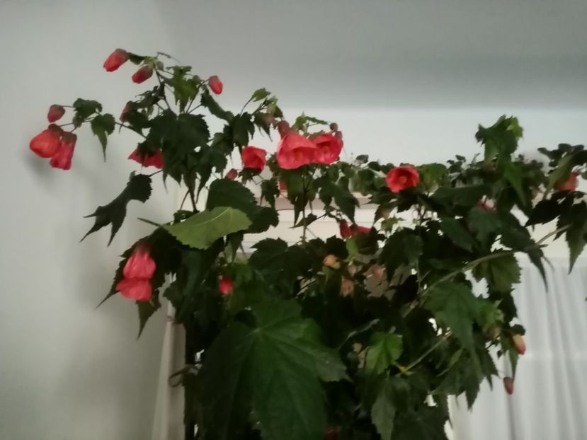  - Abutilon 2020