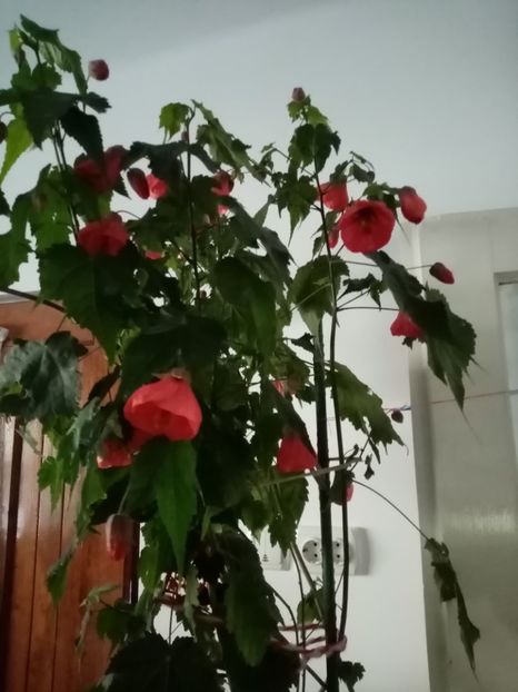  - Abutilon 2020
