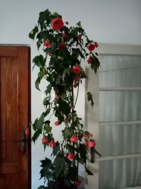  - Abutilon 2020
