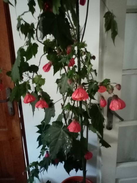  - Abutilon 2020
