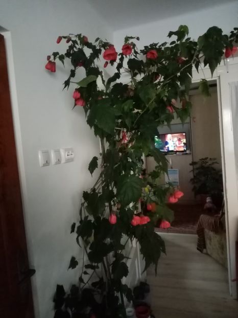  - Abutilon 2020