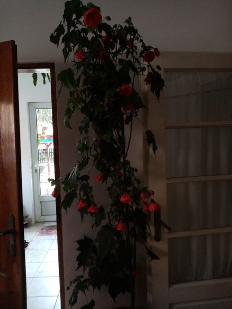  - Abutilon 2020