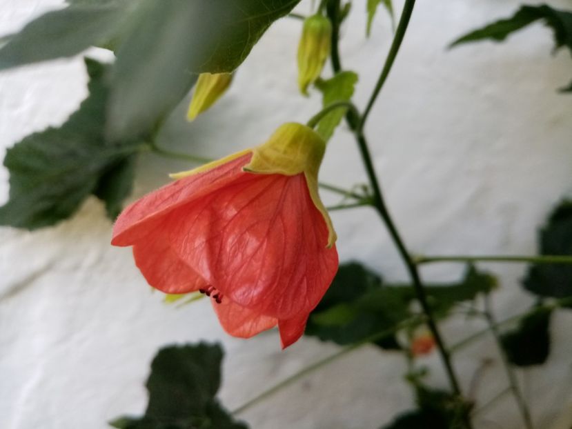  - Abutilon 2020